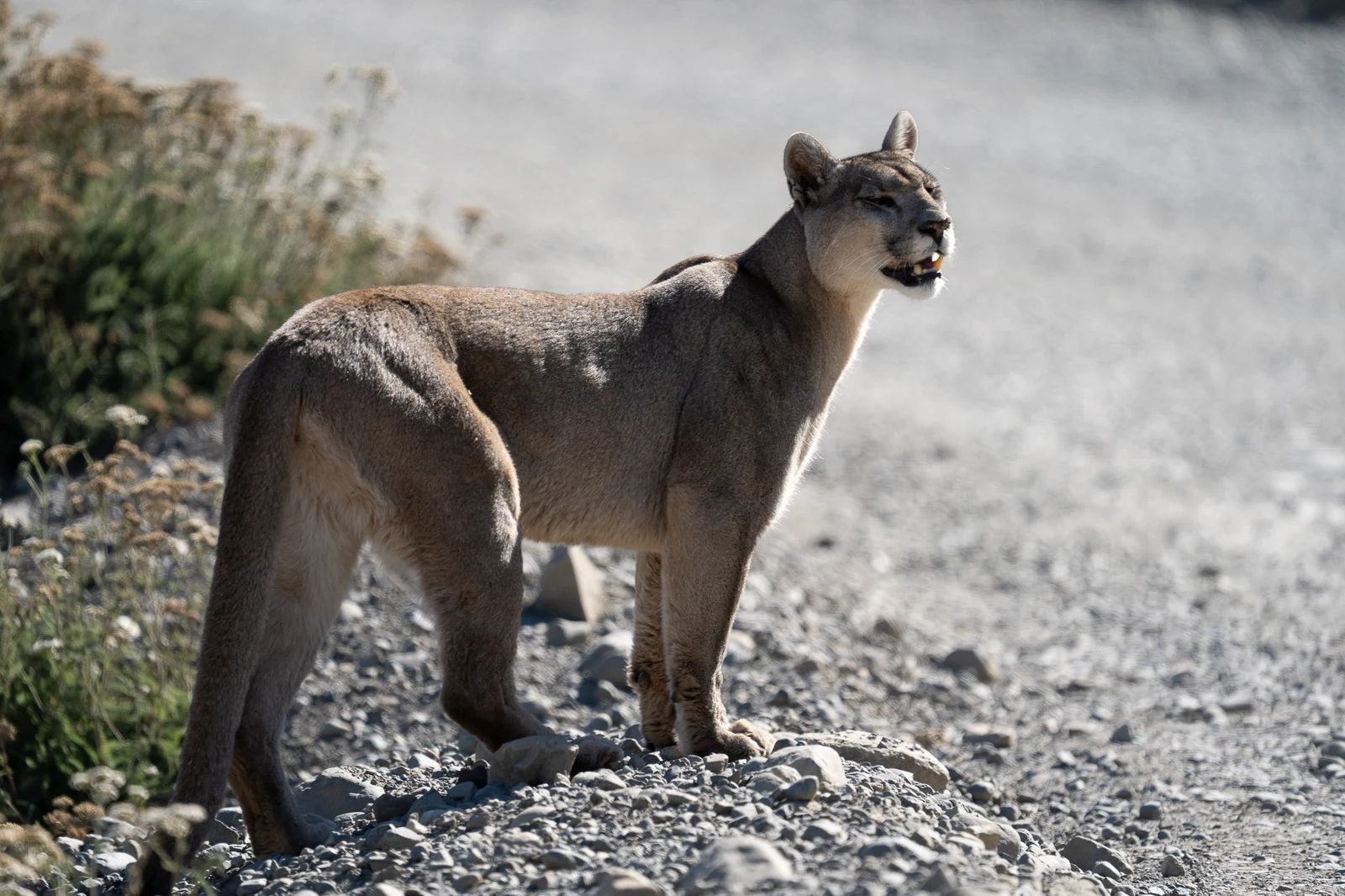 Puma Petaca, individuo que reconocemos en Torres del Paine